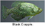 Black Crappie