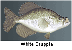 White Crappie