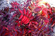 Red Leaves at Boyce Thompson Arboretum