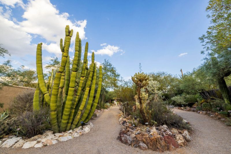 The Gardens & Map - Tucson Botanical Gardens